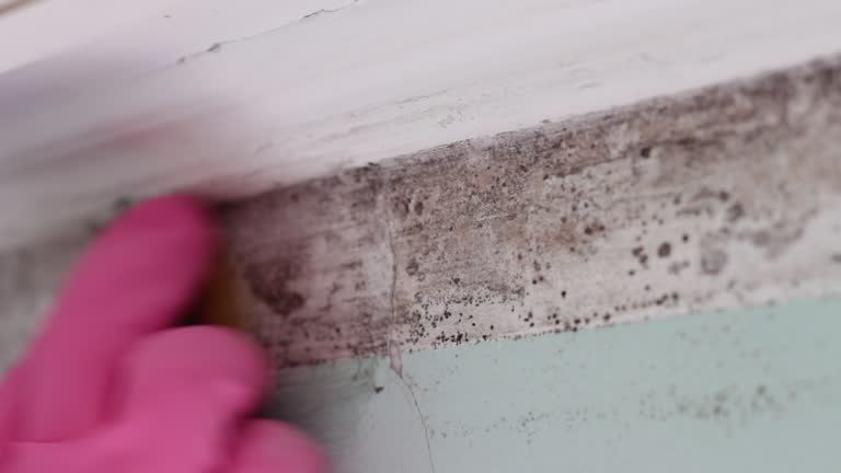 Best Mold Odor Removal Services  in Pembroke, GA